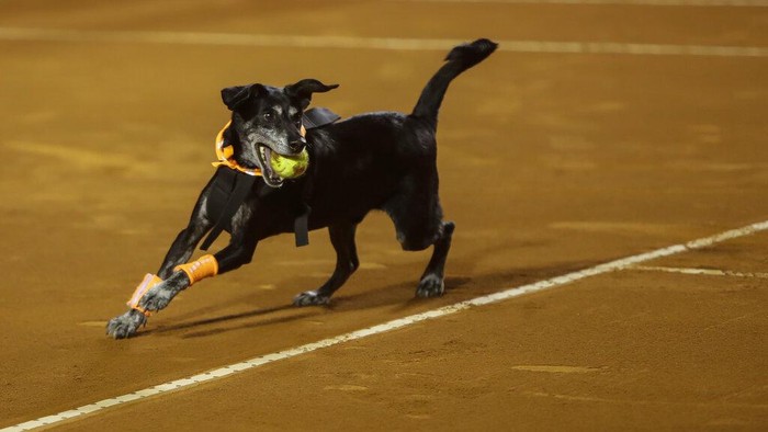 Cerdas! Potret Anjing Pengambil Bola Tenis di Rio Open 2022 A dog that is up for adoption at the NGO Anonymous Paws performs retrieving balls during the Rio Open Tennis tournament in Rio de Janeiro, Brazil, Tuesday, Feb. 15, 2022. (AP Photo/Bruna Prado)