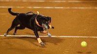 Bila biasanya penonton melihat orang dewasa atau anak-anak yang berlarian mengambil bola tenis, di turnamen tenis yang digelar di kawasan Rio de Janeiro, Brasil, itu, sejumlah anjing yang ditugaskan menjadi pemungut bola.