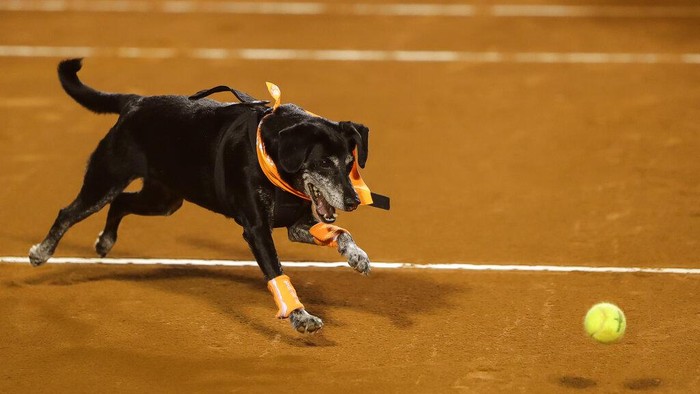 A dog that is up for adoption at the NGO Anonymous Paws performs retrieving balls during the Rio Open Tennis tournament in Rio de Janeiro, Brazil, Tuesday, Feb. 15, 2022. (AP Photo/Bruna Prado)