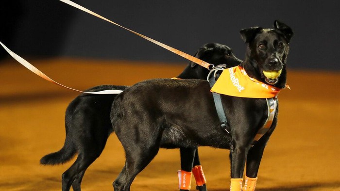 Cerdas! Potret Anjing Pengambil Bola Tenis di Rio Open 2022 A dog that is up for adoption at the NGO Anonymous Paws performs retrieving balls during the Rio Open Tennis tournament in Rio de Janeiro, Brazil, Tuesday, Feb. 15, 2022. (AP Photo/Bruna Prado)