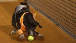Aksi Anjing di Brasil Lari-larian Ambil Bola Tenis Saat Rio Open 2022