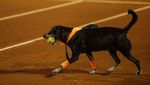 Aksi Anjing di Brasil Lari-larian Ambil Bola Tenis Saat Rio Open 2022