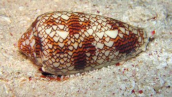 Biasanya cone snail ditemukan di perairan hangat seperti Carribean, Hawaii dan Indonesia. Hewan ini memiliki racun yang bisa membuat seseorang lumpuh dalam sesaat atau bahkan kematian. Foto: WikiMedia