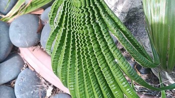 Pola daun palem. Foto: Boredpanda