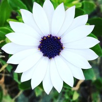 Foto simetris