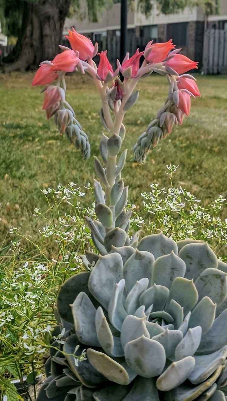Foto simetris