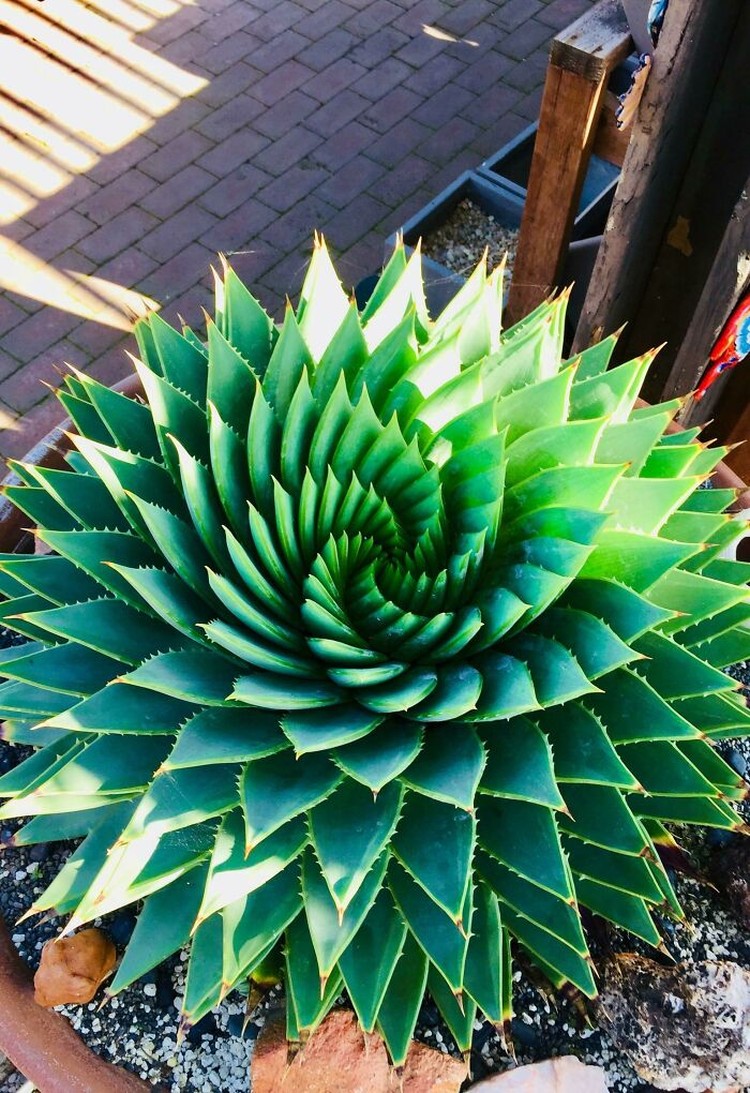 Aloe polyphylla