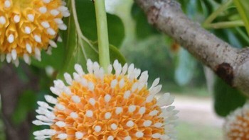 Mengingatkan pada bentuk virus ya... Foto: Boredpanda