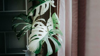 Dua warna. Foto: Boredpanda