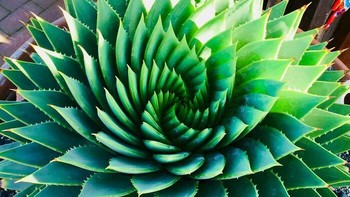 Simetris pada tanaman spiral aloe PolFoto: Boredpanda
