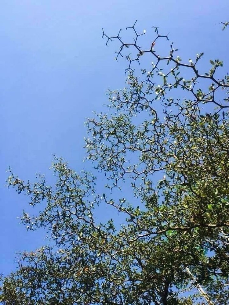 Foto simetris