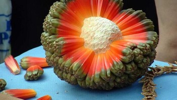 Buah hala. Foto: Boredpanda