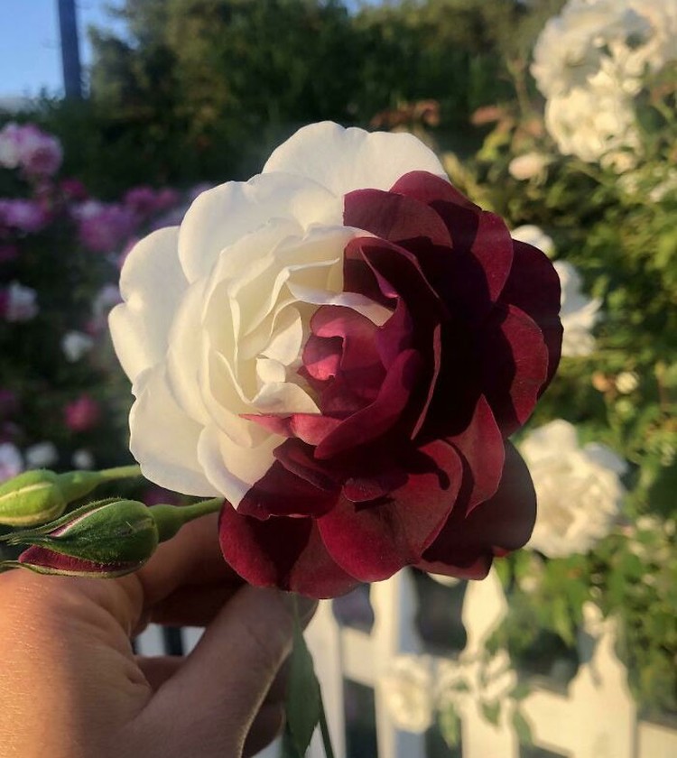 Foto simetris
