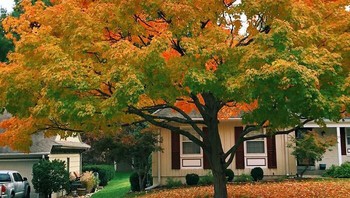 Degradasi warna di pohon ini seperti editan ya. Foto: Boredpanda