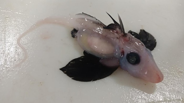 Hiu hantu