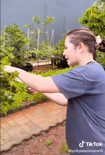Kebun Sayuran Prilly Latuconsina di Rumah. Tanam Terong, Bayam, hingga Jeruk Limau.