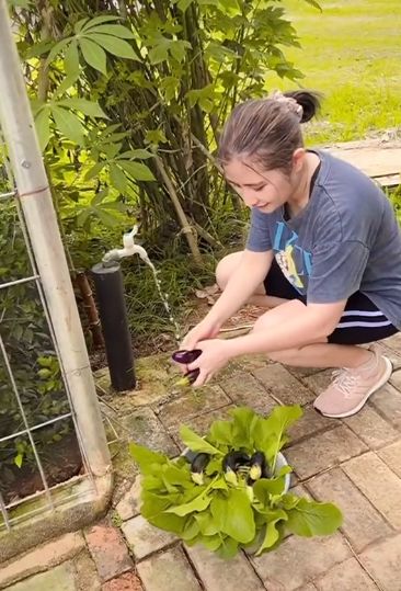 Kebun Sayuran Prilly Latuconsina di Rumah. Tanam Terong, Bayam, hingga Jeruk Limau.