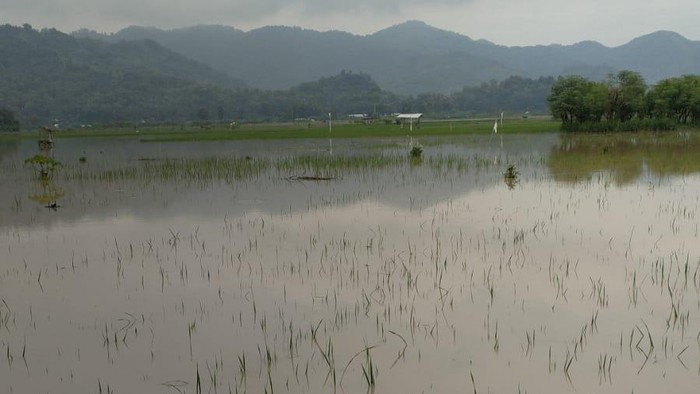 lahan pertanian di tulungagung terendam banjir