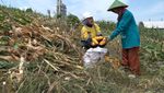 Panen Jagung di Sekitar Area Pabrik Semen