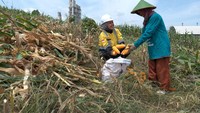 Komitmen tersebut diwujudkan dengan melakukan pemberdayaan kepada 361 petani sanggem di enam desa sekitar operasional pabrik Rembang melalui program Semen Gresik Sahabat Petani (SGSP) yang dimulai sejak November 2021. 