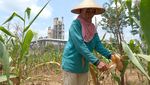 Panen Jagung di Sekitar Area Pabrik Semen