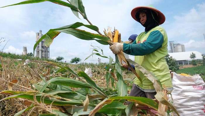 Para petani memanen jagung di sekitar area pabrik semen Gresik di Rembang, Jateng. Petani ini merupakan binaan Semen Gresik Sahabat Petani (SGSP).