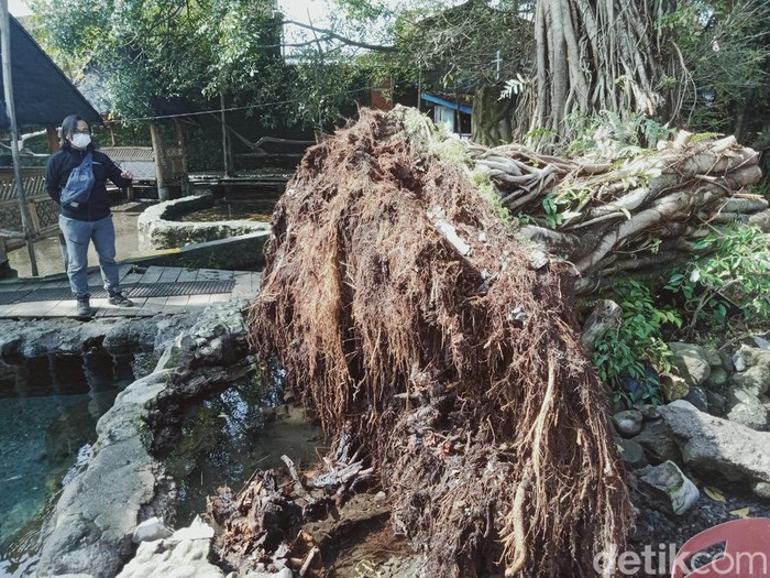 Pohon Beringin tumbang di Umbul Manten, Desa Sidowayah, Kecamatan Polanharjo Klaten, Kamis (17/2/2022).