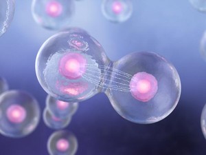 Tahapan Pembelahan Sel Meiosis I dan II, Yuk Pelajari!