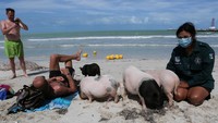 Dilansir Reuters, setiap siang hari, babi-babi itu dikeluarkan dari kandangnya untuk berenang, menjelajah, dan berinteraksi dengan wisatawan.