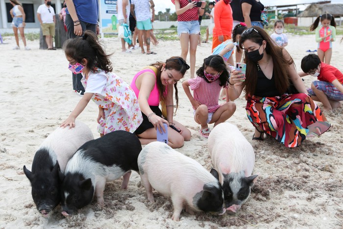 People take pictures of Vietnamese pigs, which were abandoned and rescued by local authorities who turned them into a popular attraction, in what is now known as 'Pig Beach', in Progreso, in Yucatan state, Mexico, February 12, 2022. Picture taken February 12, 2022. REUTERS/Lorenzo Hernandez