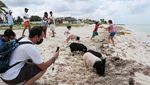 Sensasi Berwisata di Pantai Babi Meksiko