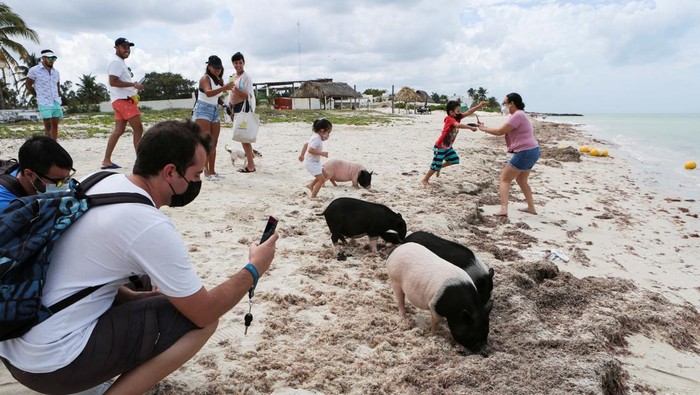 Sensasi Berwisata di 'Pantai Babi' Meksiko People take pictures of Vietnamese pigs, which were abandoned and rescued by local authorities who turned them into a popular attraction, in what is now known as 'Pig Beach', in Progreso, in Yucatan state, Mexico, February 12, 2022. Picture taken February 12, 2022. REUTERS/Lorenzo Hernandez