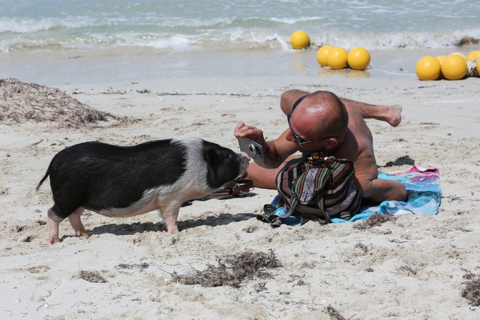 People take pictures of Vietnamese pigs, which were abandoned and rescued by local authorities who turned them into a popular attraction, in what is now known as Pig Beach, in Progreso, in Yucatan state, Mexico, February 12, 2022. Picture taken February 12, 2022. REUTERS/Lorenzo Hernandez
