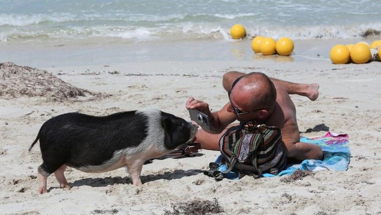 Sensasi Berwisata di Pantai Babi Meksiko People take pictures of Vietnamese pigs, which were abandoned and rescued by local authorities who turned them into a popular attraction, in what is now known as Pig Beach, in Progreso, in Yucatan state, Mexico, February 12, 2022. Picture taken February 12, 2022. REUTERS/Lorenzo Hernandez