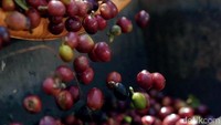 Mereka dinobatkan sebagai salah satu kopi terbaik di Asia dalam kegiatan kompetisi kopi yang diselenggarakan Cup of Excellence di Bandung, belum lama ini.