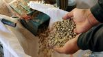 Terbaik di Asia, Kopi Garut Siap Tembus Pasar Italia