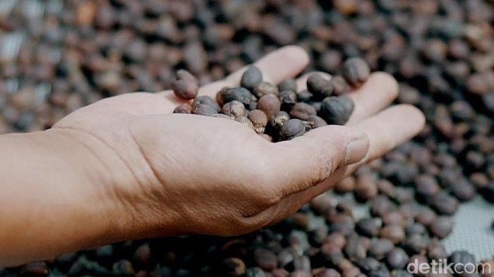 Kopi jenis arabica yang diproduksi warga Garut jadi salah satu kopi terbaik se-Asia tahun 2022. Kopi itu bahkan langsung diangkut ke Italia untuk dijual di sana
