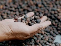 Kenapa Kopi Disebut Java? Ini 5 Fakta Kopi Indonesia yang Mendunia