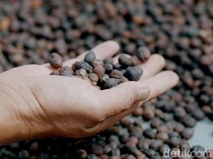 Kenapa Kopi Disebut Java? Ini 5 Fakta Kopi Indonesia yang Mendunia