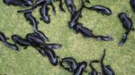 Axolotl, Ikan Langka Meksiko yang Terancam Punah