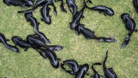 Puluhan salamander Meksiko alias axolotl dikembalikan ke habitatnya yang berlumpur di taman ekologi Xochimilco di Mexico City pada Rabu (16/2).  