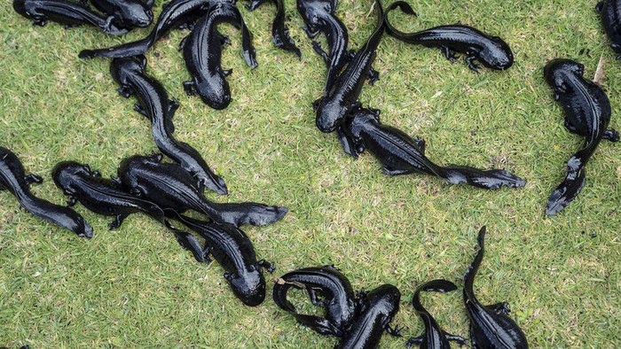 Puluhan salamander Meksiko alias axolotl dikembalikan ke habitatnya yang berlumpur di taman ekologi Xochimilco di Mexico City pada Rabu (16/2).
