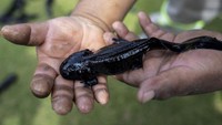 Para walikota di Mexico City bergabung untuk menjaga lingkungan axolotl di danau selatan Xochimilco.   