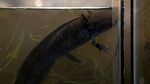 Axolotl, Ikan Langka Meksiko yang Terancam Punah
