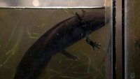 Lokasi di sekitar area itu telah didirkan 70 pusat penangkaran dalam beberapa tahun terakhir untuk merawat axolotl yang terancam punah.  