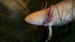Axolotl, Ikan Langka Meksiko yang Terancam Punah