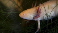 Para peneliti menemukan bahwa axolotl, yang diketahui tidak menjalani metamorfosis sehingga spesies dewasa tetap memiliki insang ini, menyerap oksigen melalui kulit yang membuatnya rentan terhadap air kotor.   