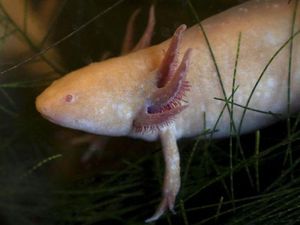 Axolotl Pokemon di Dunia Nyata yang Terancam Punah