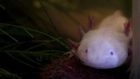 Peneliti juga menemukan axolotl bisa mengamputasi anggota badan dan jaringan tubuh yang rusaj. Ini menciptakan ketertarikan besar pada gen axolotl.  