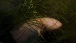 Axolotl, Ikan Langka Meksiko yang Terancam Punah